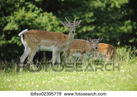 "White young Fallow deers (Dama dama), a stag and a doe, at a game reserve, Lower Saxony, Germany, Europe" View Large Photo Image Stock Photo - "White young Fallow deers (Dama dama), a stag and a doe, at a game reserve, Lower Saxony, Germany, Europe". Fotosearch