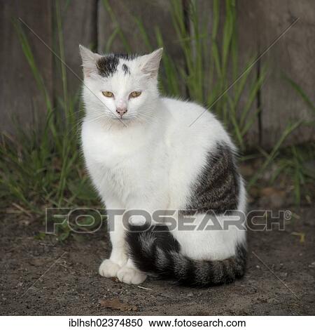 White young tabby cat sitting in front of the wall of a shed View Large Photo Image Stock Image - White young tabby cat sitting in front of the wall of a shed. Fotosearch
