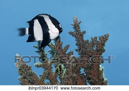Stock Image - "Whitetail dascyllus (Dascyllus aruanus), Red Sea, Egypt, Africa". Fotosearch