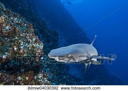 "Whitetip Reef Shark (Triaenodon obesus), Roca Partida, Mexico, North America" View Large Photo Image Stock Image - "Whitetip Reef Shark (Triaenodon obesus), Roca Partida, Mexico, North America". Fotosearch