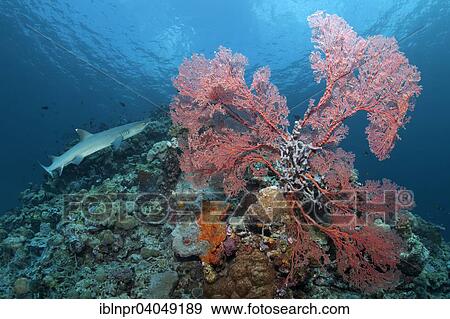"Whitetip reef shark (Triaenodon obesus) Knotted Fan Coral (Melithaea ochracea), overcast with sediment, Great Barrier Reef, Pacific, Australia, Oceania" View Large Photo Image Stock Photo - "Whitetip reef shark (Triaenodon obesus) Knotted Fan Coral (Melithaea ochracea), overcast with sediment, Great Barrier Reef, Pacific, Australia, Oceania". Fotosearch
