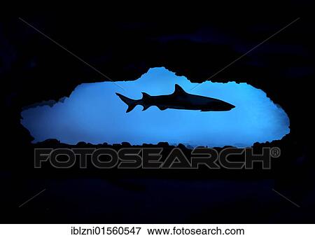 Stock Photo - "Whitetip reef shark (Triaenodon obesus) in a cave, Cebu, Visayas, Philippines, Southeast Asia, Asia". Fotosearch