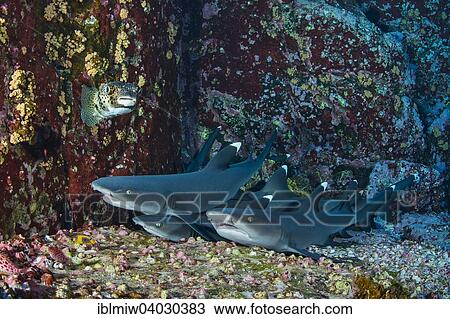 "Whitetip Reef Sharks (Triaenodon obesus) at their resting place, Roca Partida, Mexico, North America" View Large Photo Image Stock Image - "Whitetip Reef Sharks (Triaenodon obesus) at their resting place, Roca Partida, Mexico, North America". Fotosearch