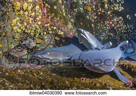 Stock Image - "Whitetip Reef Sharks (Triaenodon obesus) at their resting place, Roca Partida, Mexico, North America". Fotosearch
