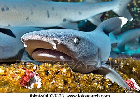 Stock Image - "Whitetip Reef Sharks (Triaenodon obesus) at their resting place, Roca Partida, Mexico, North America". Fotosearch