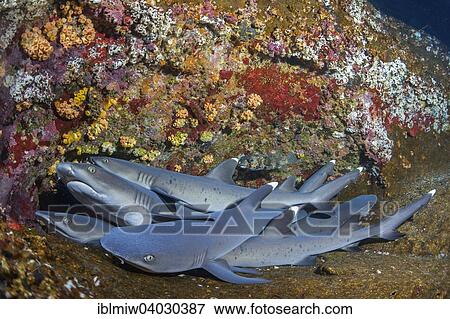 "Whitetip Reef Sharks (Triaenodon obesus) at their resting place, Roca Partida, Mexico, North America" View Large Photo Image Stock Photo - "Whitetip Reef Sharks (Triaenodon obesus) at their resting place, Roca Partida, Mexico, North America". Fotosearch