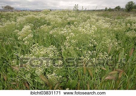 Stock Image - "Whitetop (Lepidium draba, Cardaria draba), Provence, Southern France, France, Europe". Fotosearch