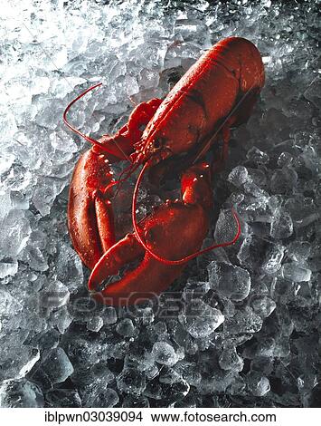 Whole lobster on crushed ice View Large Photo Image Picture - Whole lobster on crushed ice. Fotosearch