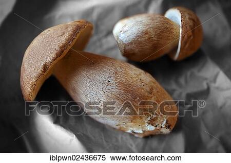 Whole wild Cepes mushrooms (Boletus edulis) View Large Photo Image Stock Photography - Whole wild Cepes mushrooms (Boletus edulis). Fotosearch