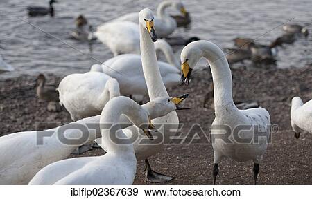 Stock Photo - "Whooper Swan (Cygnus cygnus), adults, fighting over food at edge of lake, Martin Mere, Lancashire, England, United Kingdom, Europe". Fotosearch