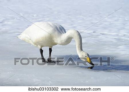 Stock Image - "Whooper Swan (Cygnus cygnus) drinking water from an unfrozen part of the lake, Kussharo Lake, Kawayu Onsen, Hokkaido, Japan, Asia". Fotosearch
