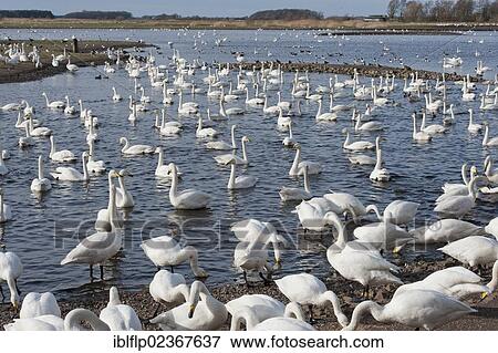 "Whooper Swan (Cygnus cygnus), flock, feeding at edge and swimming on lake habitat, Martin Mere, Lancashire, England, United Kingdom, Europe" View Large Photo Image Stock Photo - "Whooper Swan (Cygnus cygnus), flock, feeding at edge and swimming on lake habitat, Martin Mere, Lancashire, England, United Kingdom, Europe". Fotosearch