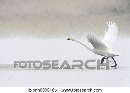 "Whooper Swan (Cygnus cygnus), Haren, Emsland, Lower Saxony, Germany, Europe" View Large Photo Image Stock Image - "Whooper Swan (Cygnus cygnus), Haren, Emsland, Lower Saxony, Germany, Europe". Fotosearch