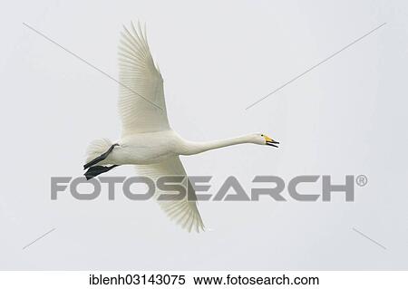 "Whooper Swan (Cygnus cygnus) in flight, Haren, Emsland, Lower Saxony, Germany, Europe" View Large Photo Image Stock Photography - "Whooper Swan (Cygnus cygnus) in flight, Haren, Emsland, Lower Saxony, Germany, Europe". Fotosearch