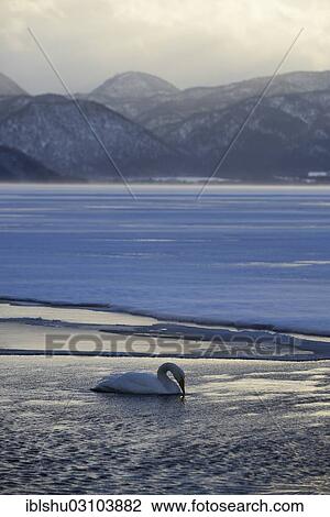 "Whooper Swan (Cygnus cygnus) in the evening light, Kussharo Lake, Kawayu Onsen, Hokkaido, Japan, Asia" View Large Photo Image Stock Image - "Whooper Swan (Cygnus cygnus) in the evening light, Kussharo Lake, Kawayu Onsen, Hokkaido, Japan, Asia". Fotosearch
