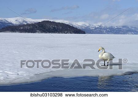 Stock Photo - "Whooper Swan (Cygnus cygnus) standing on a frozen lake, Kussharo Lake, Kawayu Onsen, Hokkaido, Japan, Asia". Fotosearch