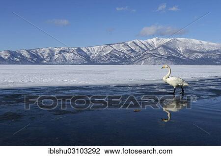Stock Image - "Whooper Swan (Cygnus cygnus), reflected in water, Kussharo Lake, Kawayu Onsen, Hokkaido, Japan, Asia". Fotosearch