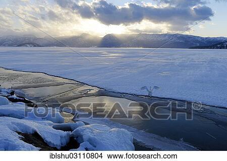 Picture - "Whooper Swan (Cygnus cygnus), taking off from a frozen lake, Kussharo Lake, Kawayu Onsen, Hokkaido, Japan, Asia". Fotosearch