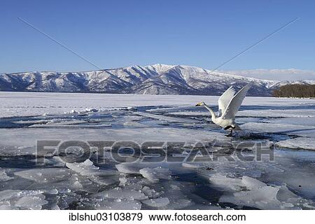 "Whooper Swan (Cygnus cygnus), taking off from a frozen lake, Kussharo Lake, Kawayu Onsen, Hokkaido, Japan, Asia" View Large Photo Image Stock Photo - "Whooper Swan (Cygnus cygnus), taking off from a frozen lake, Kussharo Lake, Kawayu Onsen, Hokkaido, Japan, Asia". Fotosearch