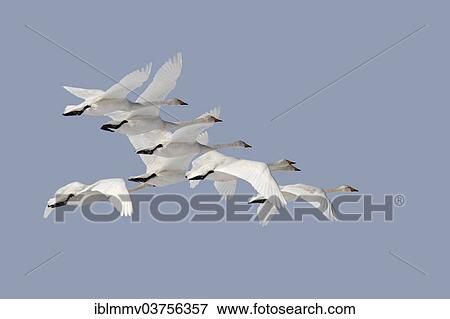 "Whooper swans (Cygnus cygnus), flight formation, Strohauser Plate, Lower Saxony, Germany, Europe" View Large Photo Image Stock Photo - "Whooper swans (Cygnus cygnus), flight formation, Strohauser Plate, Lower Saxony, Germany, Europe". Fotosearch