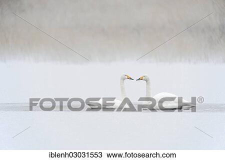 "Whooper Swans (Cygnus cygnus), Haren, Emsland, Lower Saxony, Germany, Europe" View Large Photo Image Stock Image - "Whooper Swans (Cygnus cygnus), Haren, Emsland, Lower Saxony, Germany, Europe". Fotosearch