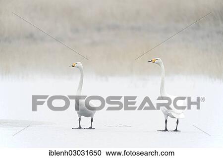 "Whooper Swans (Cygnus cygnus), Haren, Emsland, Lower Saxony, Germany, Europe" View Large Photo Image Stock Image - "Whooper Swans (Cygnus cygnus), Haren, Emsland, Lower Saxony, Germany, Europe". Fotosearch