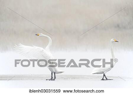 "Whooper Swans (Cygnus cygnus), Haren, Emsland, Lower Saxony, Germany, Europe" View Large Photo Image Stock Photo - "Whooper Swans (Cygnus cygnus), Haren, Emsland, Lower Saxony, Germany, Europe". Fotosearch