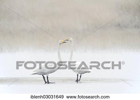 "Whooper Swans (Cygnus cygnus), Haren, Emsland, Lower Saxony, Germany, Europe" View Large Photo Image Stock Photo - "Whooper Swans (Cygnus cygnus), Haren, Emsland, Lower Saxony, Germany, Europe". Fotosearch