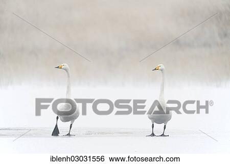 "Whooper Swans (Cygnus cygnus), Haren, Emsland, Lower Saxony, Germany, Europe" View Large Photo Image Stock Photograph - "Whooper Swans (Cygnus cygnus), Haren, Emsland, Lower Saxony, Germany, Europe". Fotosearch