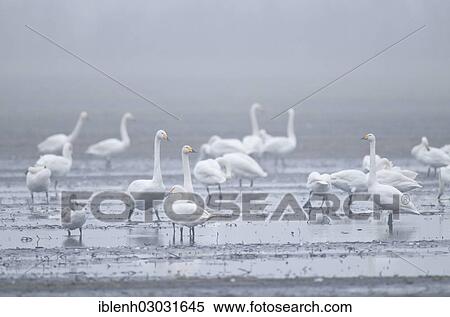 "Whooper Swans (Cygnus cygnus), Haren, Emsland, Lower Saxony, Germany, Europe" View Large Photo Image Stock Photography - "Whooper Swans (Cygnus cygnus), Haren, Emsland, Lower Saxony, Germany, Europe". Fotosearch