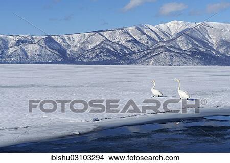 "Whooper swans (Cygnus cygnus) moving on foot across a frozen lake, Kussharo Lake, Kawayu Onsen, Hokkaido, Japan, Asia" View Large Photo Image Picture - "Whooper swans (Cygnus cygnus) moving on foot across a frozen lake, Kussharo Lake, Kawayu Onsen, Hokkaido, Japan, Asia". Fotosearch