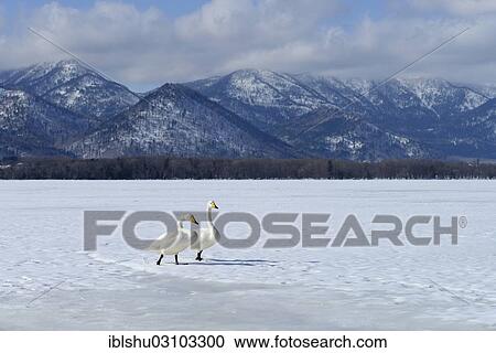 "Whooper swans (Cygnus cygnus) moving on foot across a frozen lake, Kussharo Lake, Kawayu Onsen, Hokkaido, Japan, Asia" View Large Photo Image Stock Image - "Whooper swans (Cygnus cygnus) moving on foot across a frozen lake, Kussharo Lake, Kawayu Onsen, Hokkaido, Japan, Asia". Fotosearch