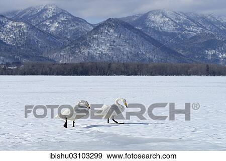 "Whooper swans (Cygnus cygnus) moving on foot across a frozen lake, Kussharo Lake, Kawayu Onsen, Hokkaido, Japan, Asia" View Large Photo Image Stock Photo - "Whooper swans (Cygnus cygnus) moving on foot across a frozen lake, Kussharo Lake, Kawayu Onsen, Hokkaido, Japan, Asia". Fotosearch