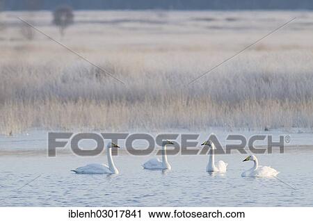 "Whooper Swans (Cygnus cygnus), near Haren, Emsland, Lower Saxony, Germany, Europe" View Large Photo Image Stock Image - "Whooper Swans (Cygnus cygnus), near Haren, Emsland, Lower Saxony, Germany, Europe". Fotosearch