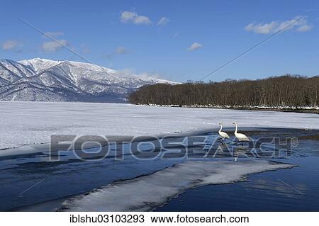 Stock Image - "Whooper swans (Cygnus cygnus), standing at the edge of a frozen lake, Kussharo Lake, Kawayu Onsen, Hokkaido, Japan, Asia". Fotosearch