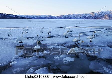 Stock Image - "Whooper swans (Cygnus cygnus), standing on ice floes, Kussharo Lake, Kawayu Onsen, Hokkaido, Japan, Asia". Fotosearch