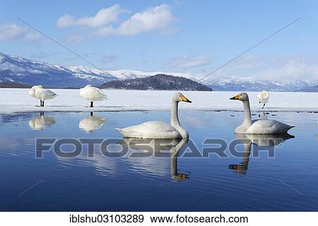 Stock Photo - "Whooper swans (Cygnus cygnus), reflected in the water, Kussharo Lake, Kawayu Onsen, Hokkaido, Japan, Asia". Fotosearch