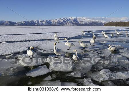 "Whooper swans (Cygnus cygnus), standing on ice, Kussharo Lake, Kawayu Onsen, Hokkaido, Japan, Asia" View Large Photo Image Stock Photograph - "Whooper swans (Cygnus cygnus), standing on ice, Kussharo Lake, Kawayu Onsen, Hokkaido, Japan, Asia". Fotosearch