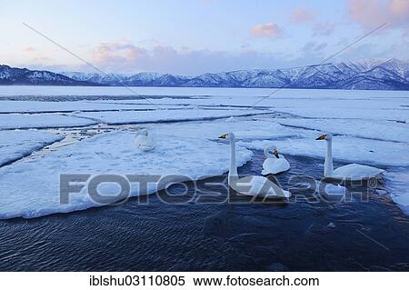 "Whooper swans (Cygnus cygnus) swimming in an ice-free part of a lake, Kussharo Lake, Kawayu Onsen, Hokkaido, Japan, Asia" View Large Photo Image Stock Photography - "Whooper swans (Cygnus cygnus) swimming in an ice-free part of a lake, Kussharo Lake, Kawayu Onsen, Hokkaido, Japan, Asia". Fotosearch