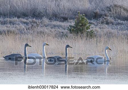 "Whooper Swans (Cygnus cygnus), Tinner Dose, near Haren, Emsland, Lower Saxony, Germany, Europe" View Large Photo Image Picture - "Whooper Swans (Cygnus cygnus), Tinner Dose, near Haren, Emsland, Lower Saxony, Germany, Europe". Fotosearch