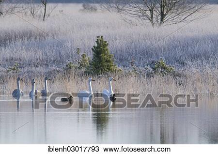 "Whooper Swans (Cygnus cygnus), Tinner Dose, near Haren, Emsland, Lower Saxony, Germany, Europe" View Large Photo Image Stock Image - "Whooper Swans (Cygnus cygnus), Tinner Dose, near Haren, Emsland, Lower Saxony, Germany, Europe". Fotosearch