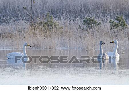 "Whooper Swans (Cygnus cygnus), Tinner Dose, near Haren, Emsland, Lower Saxony, Germany, Europe" View Large Photo Image Stock Image - "Whooper Swans (Cygnus cygnus), Tinner Dose, near Haren, Emsland, Lower Saxony, Germany, Europe". Fotosearch