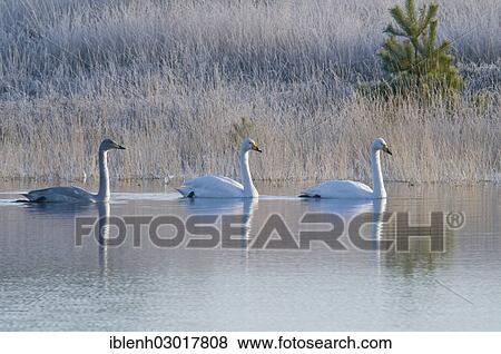 "Whooper Swans (Cygnus cygnus), Tinner Dose, near Haren, Emsland, Lower Saxony, Germany, Europe" View Large Photo Image Stock Photo - "Whooper Swans (Cygnus cygnus), Tinner Dose, near Haren, Emsland, Lower Saxony, Germany, Europe". Fotosearch