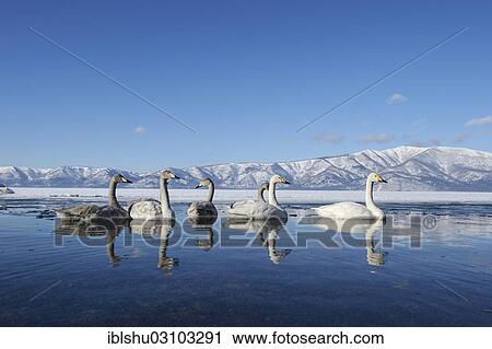 Stock Image - "Whooper swans (Cygnus cygnus) with cygnets, reflected in the water, Kussharo Lake, Kawayu Onsen, Hokkaido, Japan, Asia". Fotosearch