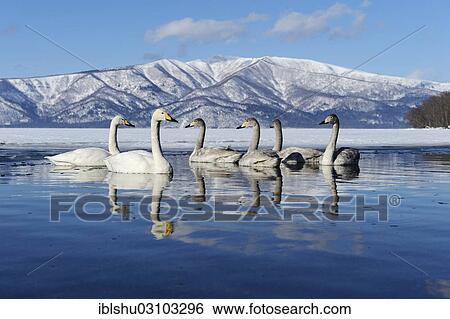 "Whooper swans (Cygnus cygnus) with cygnets, reflected in the water, Kussharo Lake, Kawayu Onsen, Hokkaido, Japan, Asia" View Large Photo Image Stock Photograph - "Whooper swans (Cygnus cygnus) with cygnets, reflected in the water, Kussharo Lake, Kawayu Onsen, Hokkaido, Japan, Asia". Fotosearch