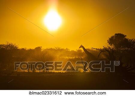 "Wild animals at sunset, Plains Zebras (Equus quagga) and a Giraffe (Giraffa camelopardalis), Etosha National Park, Namibia, Africa" View Large Photo Image Stock Image - "Wild animals at sunset, Plains Zebras (Equus quagga) and a Giraffe (Giraffa camelopardalis), Etosha National Park, Namibia, Africa". Fotosearch