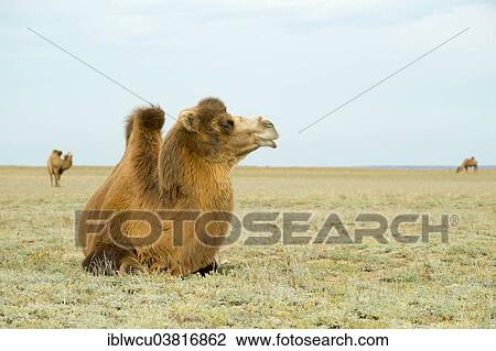 "Wild Bactrian Camel (Camelus ferus) in the steppe of Boorog Delin Els, Uvs Aimag, Mongolia, Asia" View Large Photo Image Stock Image - "Wild Bactrian Camel (Camelus ferus) in the steppe of Boorog Delin Els, Uvs Aimag, Mongolia, Asia". Fotosearch