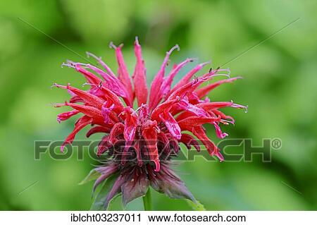 "Wild bergamot or Bee Balm (Monarda fistulosa, hybrid), flowering, North Rhine-Westphalia, Germany, Europe" View Large Photo Image Stock Image - "Wild bergamot or Bee Balm (Monarda fistulosa, hybrid), flowering, North Rhine-Westphalia, Germany, Europe". Fotosearch