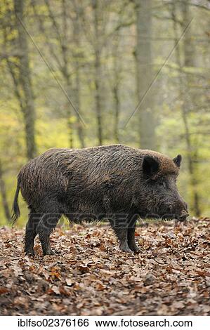 "Wild boar (Sus scrofa), adult male, Bavarian Forest National Park, Bavaria, Germany, Europe, PublicGround, Europe" View Large Photo Image Stock Photograph - "Wild boar (Sus scrofa), adult male, Bavarian Forest National Park, Bavaria, Germany, Europe, PublicGround, Europe". Fotosearch