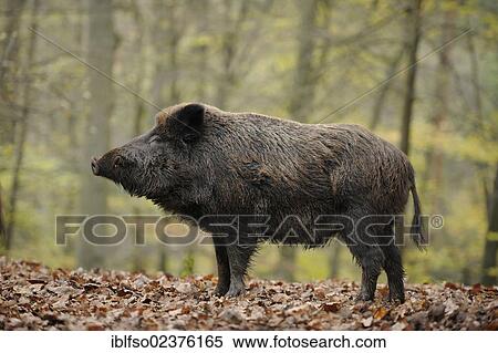 "Wild boar (Sus scrofa), adult male, Bavarian Forest National Park, Bavaria, Germany, Europe, PublicGround, Europe" View Large Photo Image Stock Photography - "Wild boar (Sus scrofa), adult male, Bavarian Forest National Park, Bavaria, Germany, Europe, PublicGround, Europe". Fotosearch